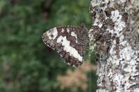 Brintesia circe