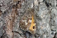 Hipparchia semele