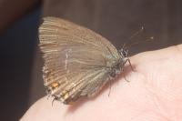 Satyrium ilicis
