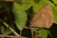 Aphantopus hyperantus