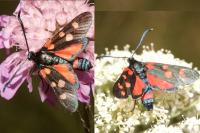 Zygaena ephialtes