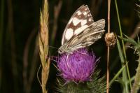 Melanargia galathea
