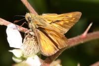 Ochlodes sylvanus