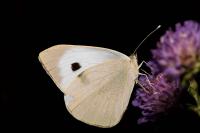 Pieris brassicae