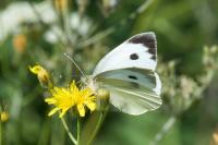 Pieris brassicae