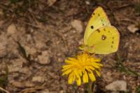Colias crocea