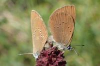 Phengaris nausithous