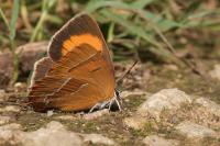Thecla betulae