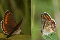 Aricia agestis