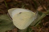 Pieris brassicae