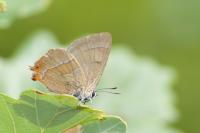Thecla betulae