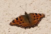 Nymphalis polychloros