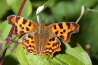 Polygonia c-album