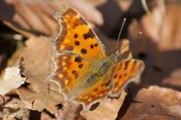 Polygonia c-album