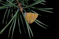 Thecla betulae