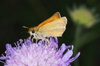 Thymelicus lineola