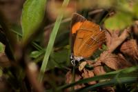 Thecla betulae