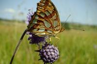 Issoria lathonia