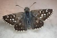 Pyrgus armoricanus