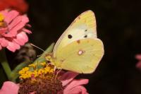 Colias hyale