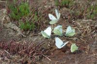 Pieris rapae