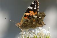 Vanessa cardui