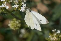 Pieris rapae