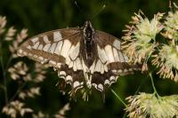 Papilio machaon