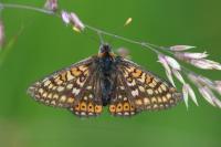 Euphydryas aurinia aurinia