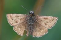 Erynnis tages