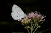 Celastrina argiolus