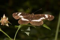 Limenitis camilla