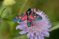 Zygaena ephialtes