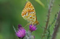 Fabriciana adippe