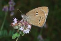 Aphantopus hyperantus