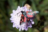 Zygaena ephialtes