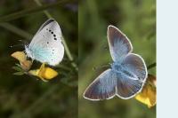 Glaucopsyche alexis