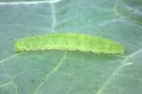 Pieris rapae