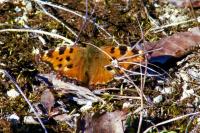 Nymphalis polychloros
