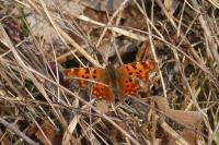 Polygonia c-album