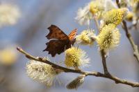 Polygonia c-album