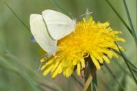 Pieris rapae