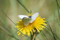 Pieris rapae