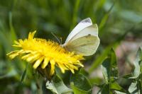 Pieris rapae