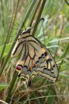 Papilio machaon