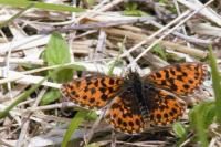 Boloria dia