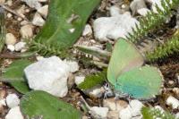 Callophrys rubi