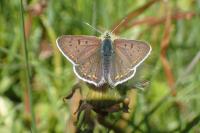 Lycaena tityrus