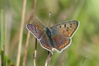 Lycaena tityrus