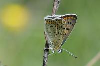 Lycaena tityrus
